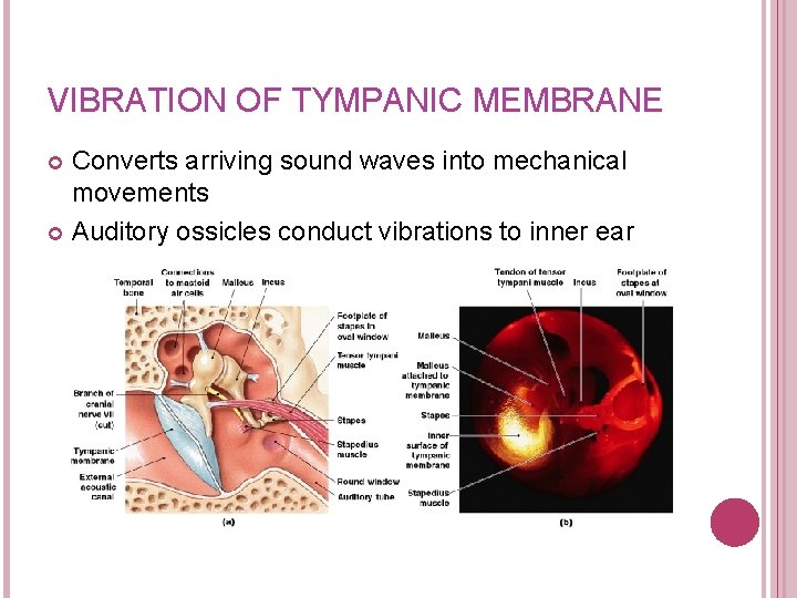 VIBRATION OF TYMPANIC MEMBRANE Converts arriving sound waves into mechanical movements Auditory ossicles conduct