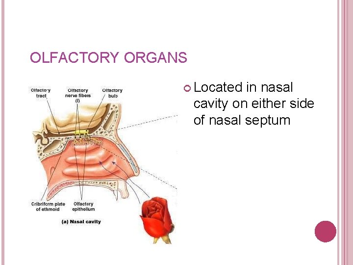 OLFACTORY ORGANS Located in nasal cavity on either side of nasal septum Figure 17–
