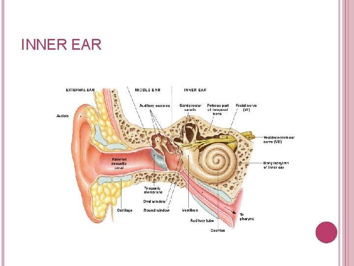 INNER EAR Figure 17– 20 