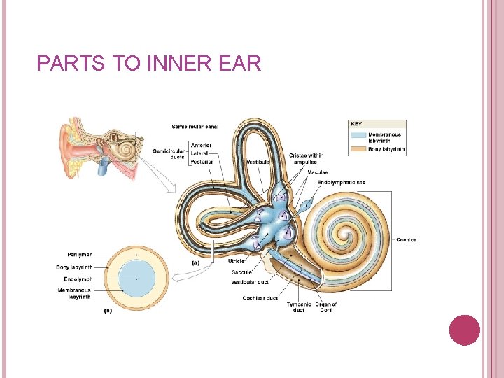 PARTS TO INNER EAR 