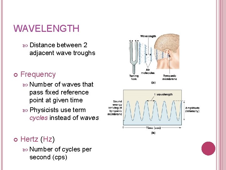 WAVELENGTH Distance between 2 adjacent wave troughs Frequency Number of waves that pass fixed