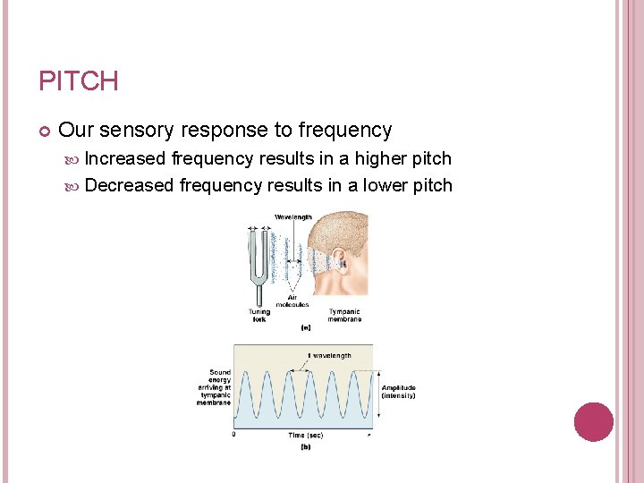 PITCH Our sensory response to frequency Increased frequency results in a higher pitch Decreased