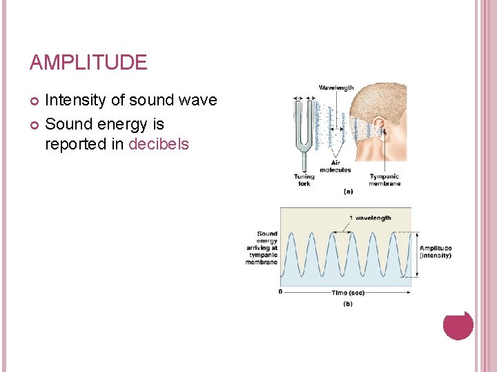 AMPLITUDE Intensity of sound wave Sound energy is reported in decibels 