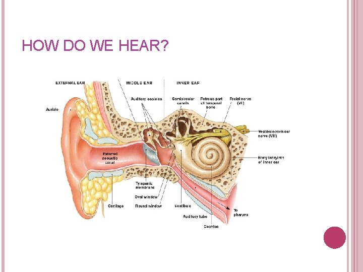 HOW DO WE HEAR? 