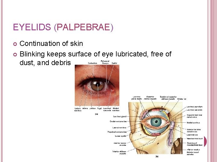 EYELIDS (PALPEBRAE) Continuation of skin Blinking keeps surface of eye lubricated, free of dust,