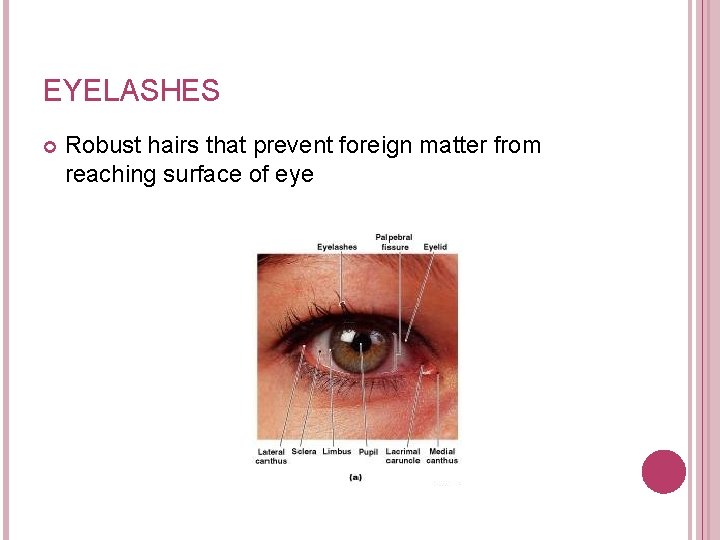 EYELASHES Robust hairs that prevent foreign matter from reaching surface of eye 