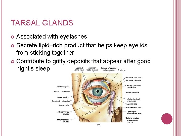 TARSAL GLANDS Associated with eyelashes Secrete lipid–rich product that helps keep eyelids from sticking