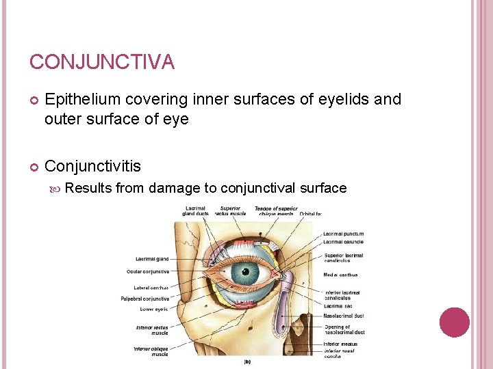 CONJUNCTIVA Epithelium covering inner surfaces of eyelids and outer surface of eye Conjunctivitis Results
