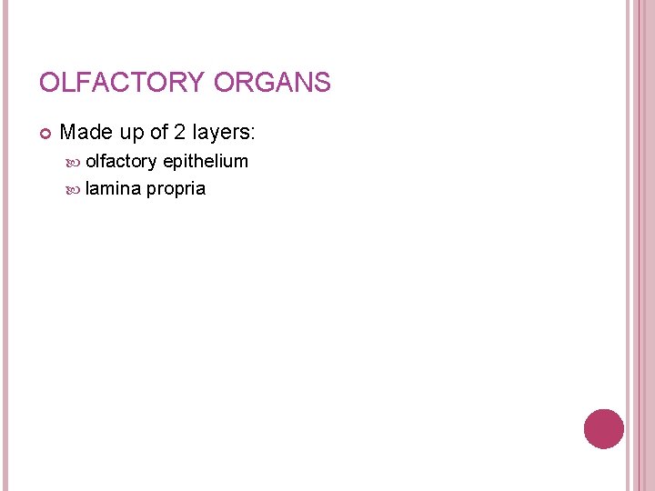 OLFACTORY ORGANS Made up of 2 layers: olfactory epithelium lamina propria 