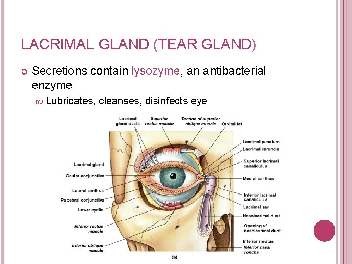 LACRIMAL GLAND (TEAR GLAND) Secretions contain lysozyme, an antibacterial enzyme Lubricates, cleanses, disinfects eye