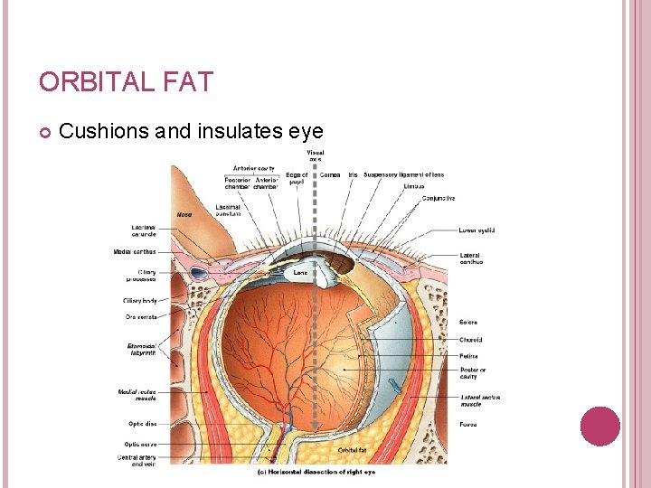 ORBITAL FAT Cushions and insulates eye Figure 17– 4 c 