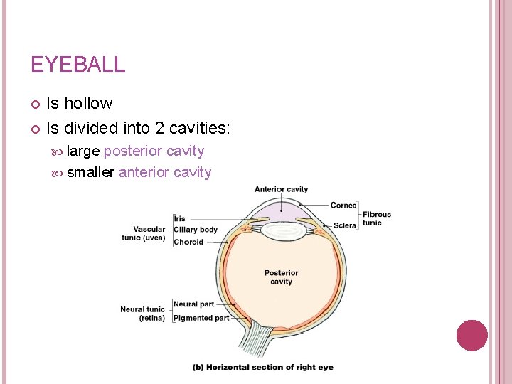 EYEBALL Is hollow Is divided into 2 cavities: large posterior cavity smaller anterior cavity