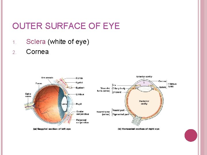 OUTER SURFACE OF EYE 1. 2. Sclera (white of eye) Cornea 