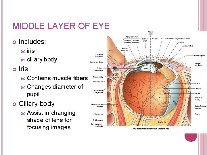 MIDDLE LAYER OF EYE Includes: iris ciliary body Iris Contains muscle fibers Changes diameter