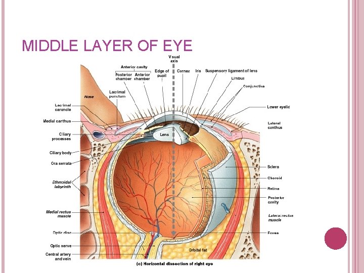 MIDDLE LAYER OF EYE 