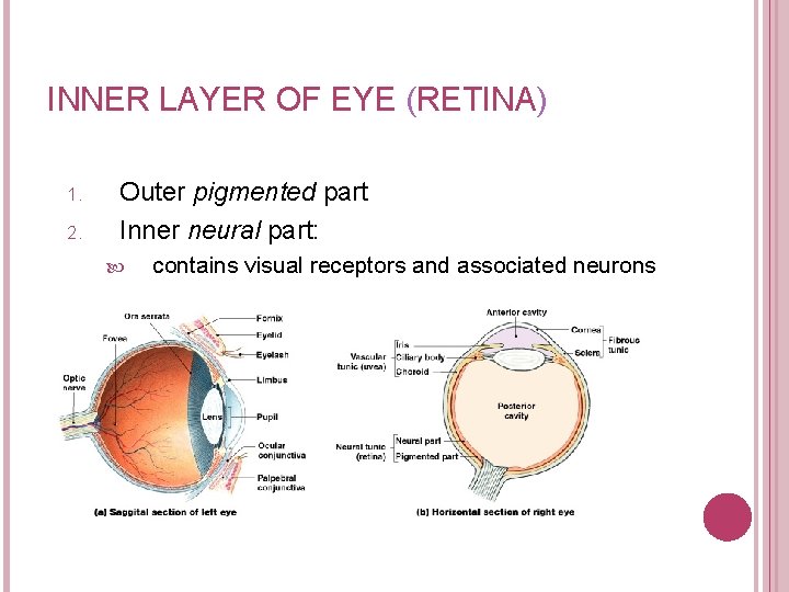 INNER LAYER OF EYE (RETINA) 1. 2. Outer pigmented part Inner neural part: contains