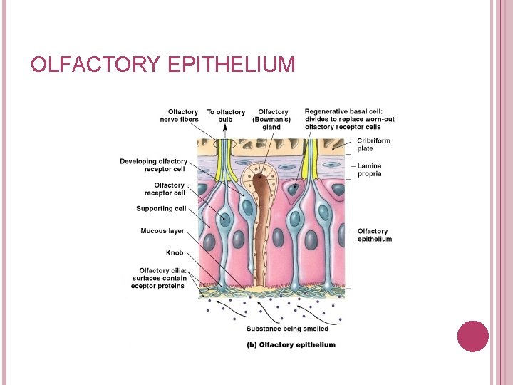 OLFACTORY EPITHELIUM Figure 17– 1 b 