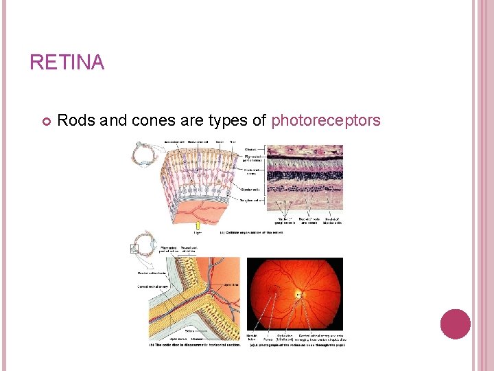 RETINA Rods and cones are types of photoreceptors Figure 17– 6 