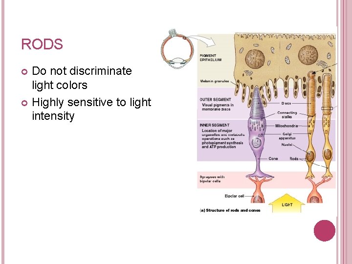 RODS Do not discriminate light colors Highly sensitive to light intensity 