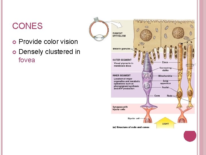 CONES Provide color vision Densely clustered in fovea 