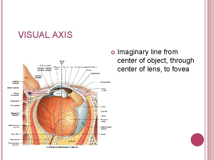 VISUAL AXIS Imaginary line from center of object, through center of lens, to fovea