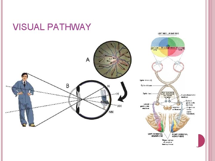 VISUAL PATHWAY Figure 17– 19 