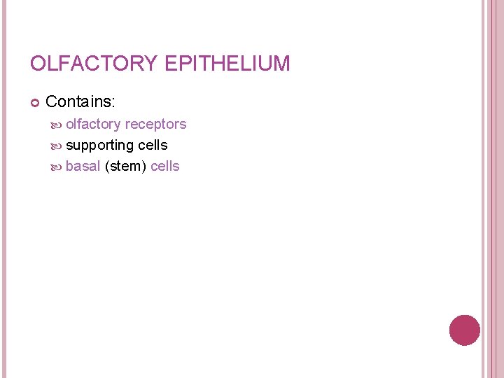 OLFACTORY EPITHELIUM Contains: olfactory receptors supporting cells basal (stem) cells 