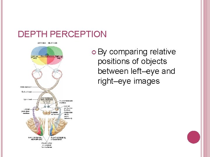 DEPTH PERCEPTION By comparing relative positions of objects between left–eye and right–eye images Figure