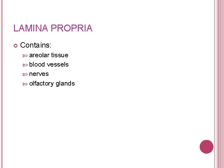 LAMINA PROPRIA Contains: areolar tissue blood vessels nerves olfactory glands 