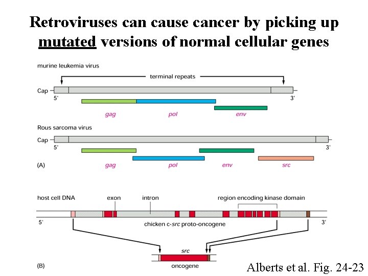 Retroviruses can cause cancer by picking up mutated versions of normal cellular genes Alberts