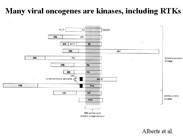 Many viral oncogenes are kinases, including RTKs Alberts et al. 
