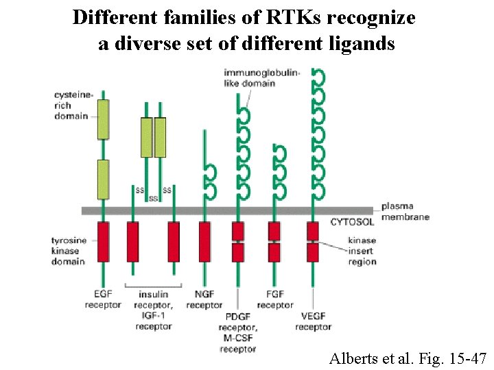 Different families of RTKs recognize a diverse set of different ligands Alberts et al.