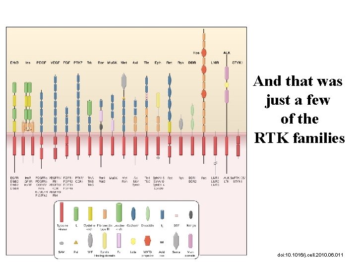 And that was just a few of the RTK families doi: 10. 1016/j. cell.
