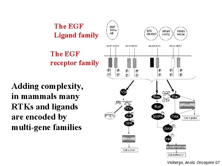 The EGF Ligand family The EGF receptor family Adding complexity, in mammals many RTKs