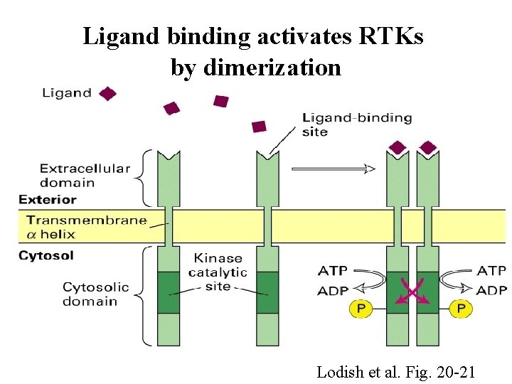 Ligand binding activates RTKs by dimerization Lodish et al. Fig. 20 -21 