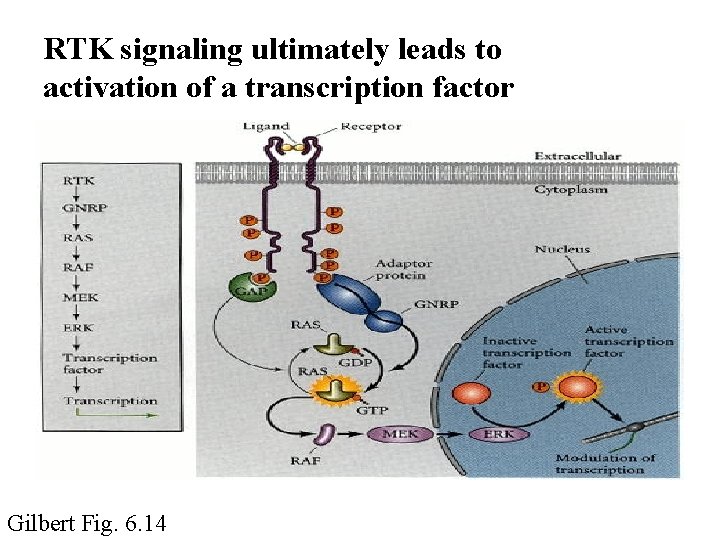 RTK signaling ultimately leads to activation of a transcription factor Gilbert Fig. 6. 14