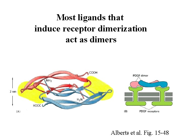 Most ligands that induce receptor dimerization act as dimers Alberts et al. Fig. 15