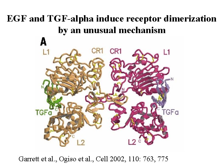EGF and TGF-alpha induce receptor dimerization by an unusual mechanism Garrett et al. ,