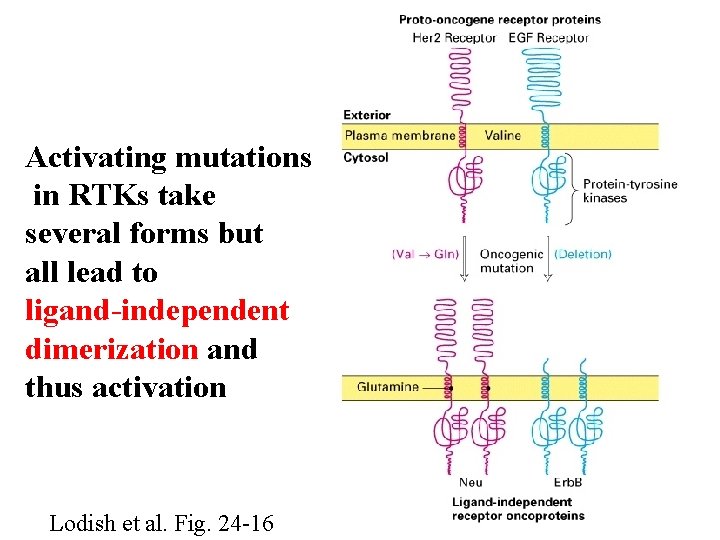 Activating mutations in RTKs take several forms but all lead to ligand-independent dimerization and