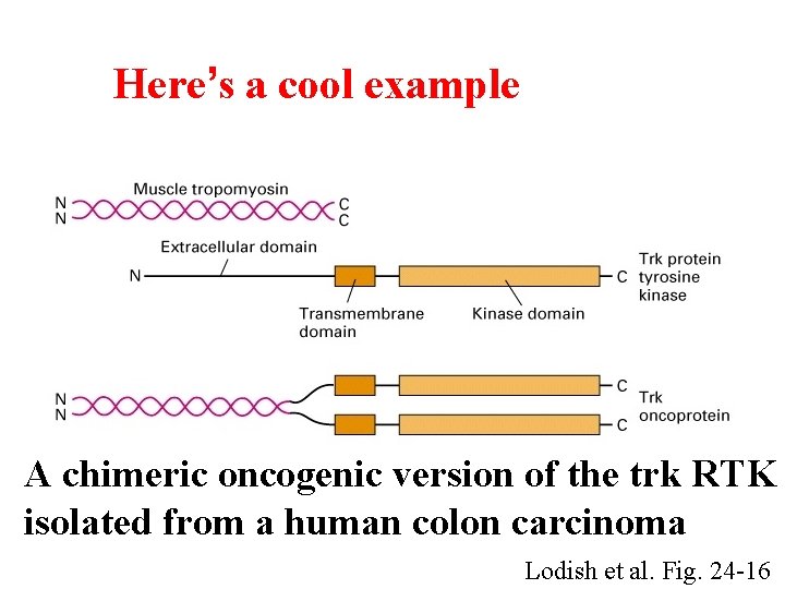 Here’s a cool example A chimeric oncogenic version of the trk RTK isolated from