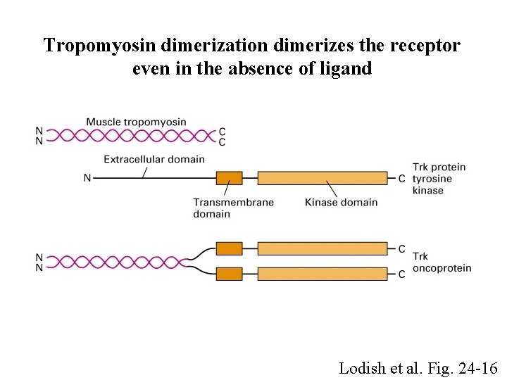 Tropomyosin dimerization dimerizes the receptor even in the absence of ligand Lodish et al.