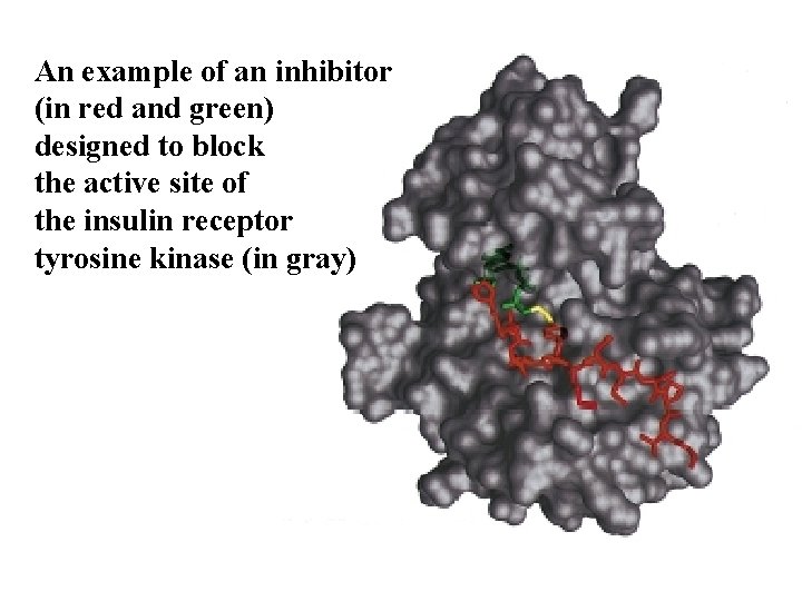 An example of an inhibitor (in red and green) designed to block the active