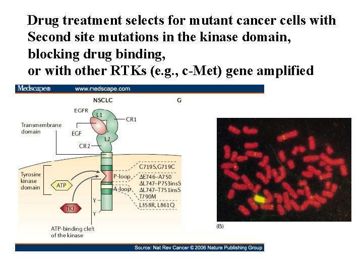 Drug treatment selects for mutant cancer cells with Second site mutations in the kinase