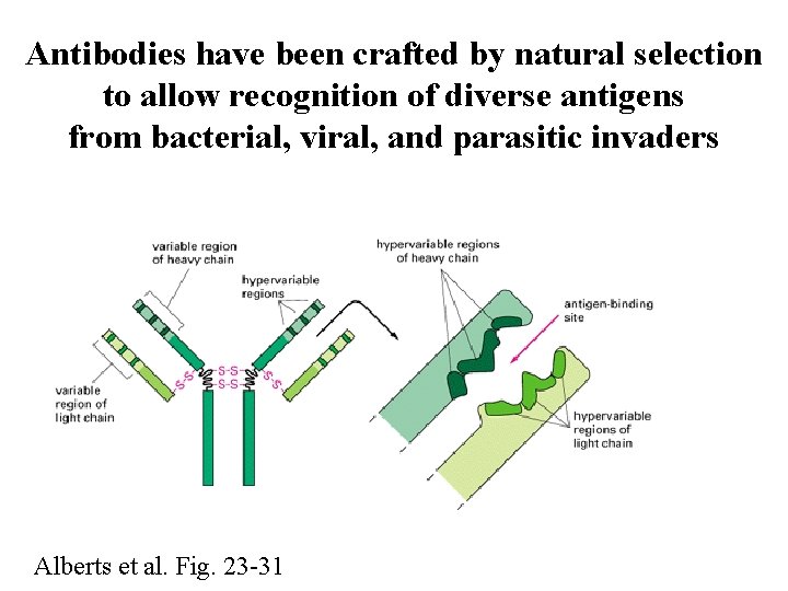 Antibodies have been crafted by natural selection to allow recognition of diverse antigens from