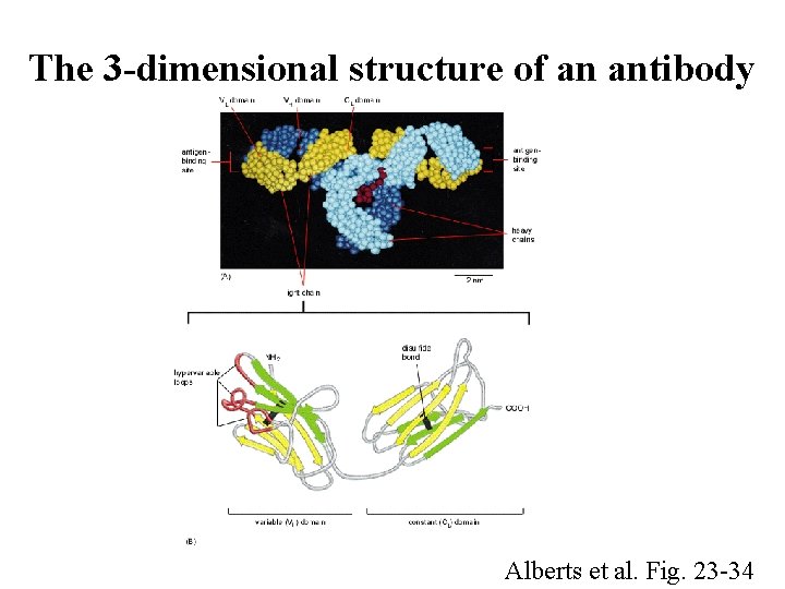 The 3 -dimensional structure of an antibody Alberts et al. Fig. 23 -34 