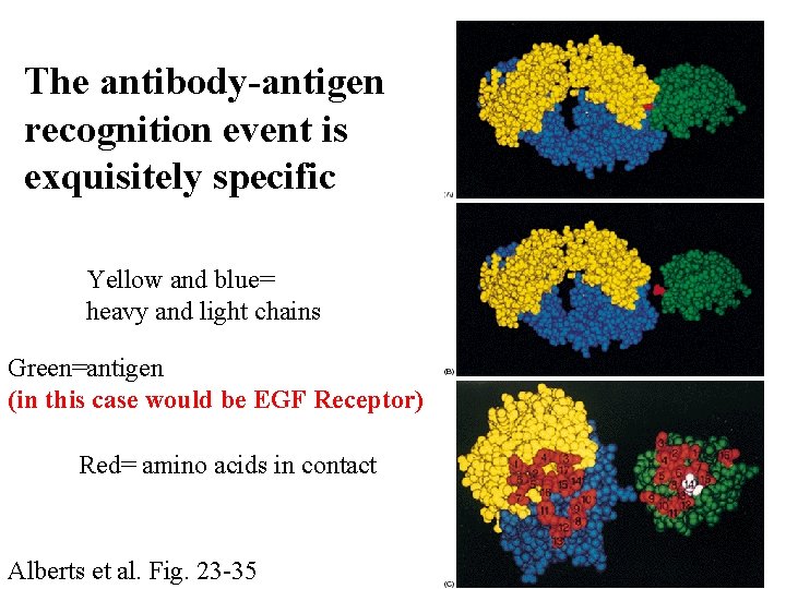 The antibody-antigen recognition event is exquisitely specific Yellow and blue= heavy and light chains