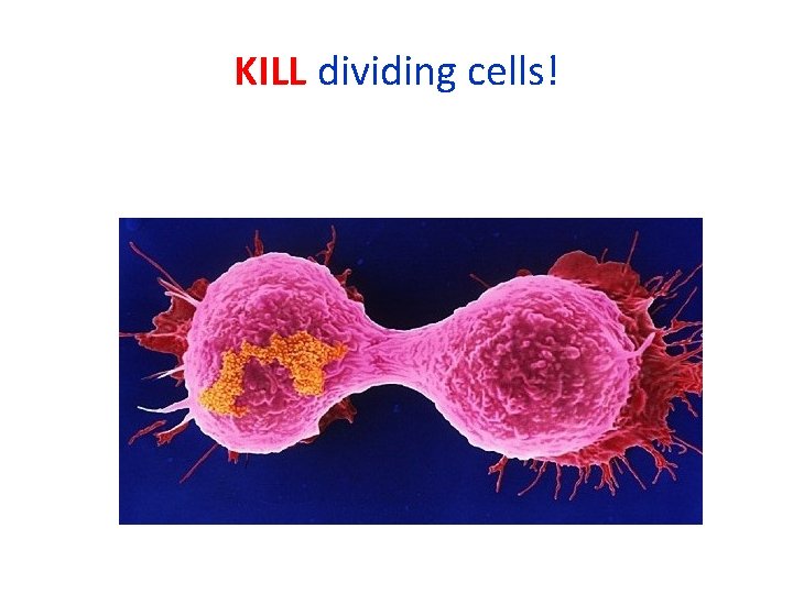 KILL dividing cells! 