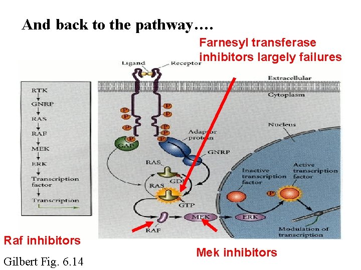 And back to the pathway…. Farnesyl transferase inhibitors largely failures Raf inhibitors Gilbert Fig.