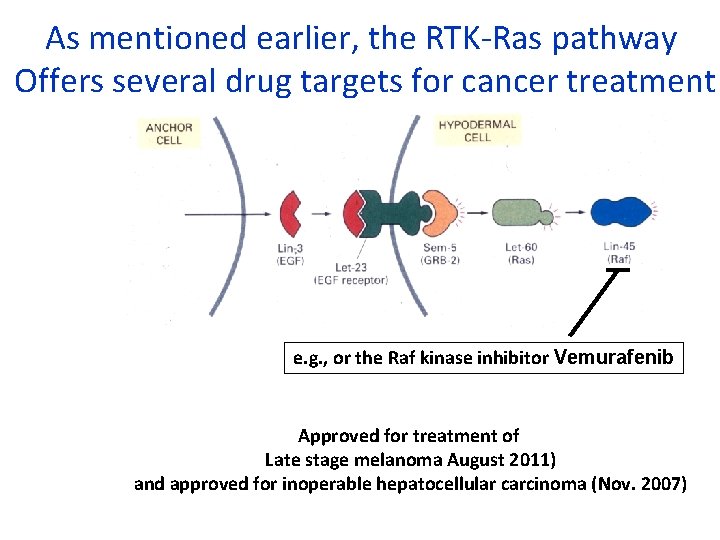 As mentioned earlier, the RTK-Ras pathway Offers several drug targets for cancer treatment e.