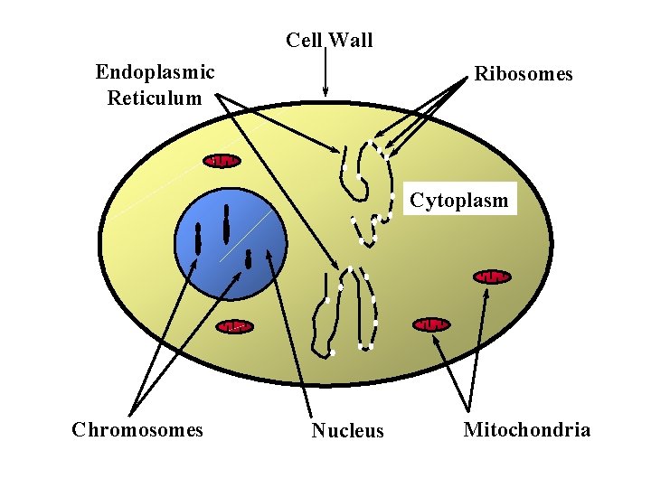 Cell Wall Endoplasmic Reticulum Ribosomes Cytoplasm Chromosomes Nucleus Mitochondria 